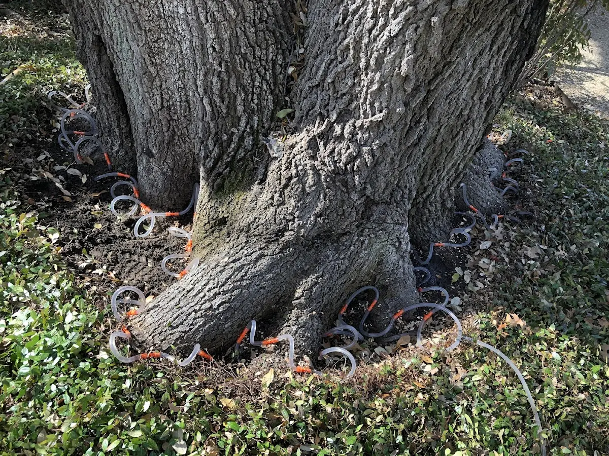 Detailed Tree Cabling and Bracing job site in Liberty